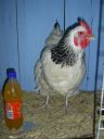 online_poultry_show_-_sussex_050.jpg