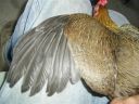 online_poultry_show_1_003.jpg