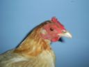 online_poultry_show_1_005.jpg