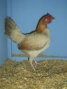 online_poultry_show_1_006.jpg