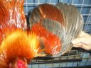 online_poultry_show_1_007__2_.jpg