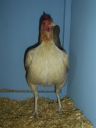 online_poultry_show_1_008.jpg