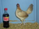 online_poultry_show_1_010.jpg