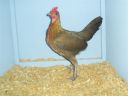 online_poultry_show_1_012.jpg