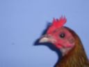 online_poultry_show_1_013.jpg