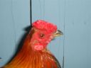 online_poultry_show_1_015__2_.jpg