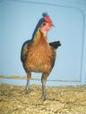 online_poultry_show_1_016.jpg