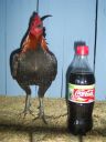 online_poultry_show_1_018__2_.jpg