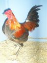 online_poultry_show_1_020__2_.jpg