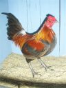 online_poultry_show_1_023__2_.jpg
