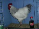 online_poultry_show_1_031.jpg