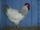 online_poultry_show_1_032.jpg
