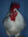 online_poultry_show_1_034.jpg
