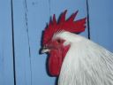 online_poultry_show_1_036.jpg