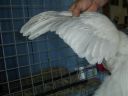 online_poultry_show_1_041.jpg