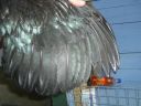 online_poultry_show_2_008.jpg