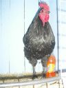 online_poultry_show_2_010.jpg