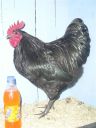 online_poultry_show_2_011.jpg