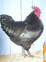 online_poultry_show_2_014.jpg