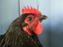 online_poultry_show_2_021__3_.jpg