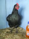 online_poultry_show_2_023__3_.jpg