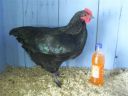 online_poultry_show_2_024__3_.jpg