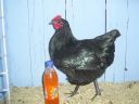 online_poultry_show_2_025__3_.jpg