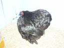 online_poultry_show_3_029.jpg