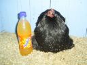 online_poultry_show_3_036.jpg