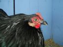 online_poultry_show_3_040.jpg