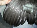 online_poultry_show_3_042.jpg