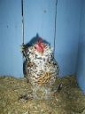 online_poultry_show_3_045.jpg