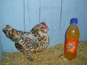 online_poultry_show_3_046.jpg