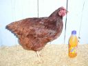 online_poultry_show_3_047.jpg