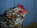 online_poultry_show_3_048.jpg