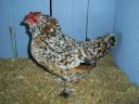 online_poultry_show_3_049.jpg