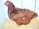 online_poultry_show_3_050.jpg
