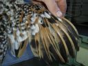 online_poultry_show_3_051.jpg
