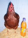 online_poultry_show_3_053.jpg