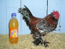 online_poultry_show_3_054.jpg