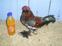 online_poultry_show_3_056.jpg