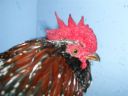 online_poultry_show_3_057.jpg