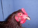 online_poultry_show_3_058.jpg