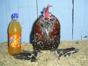 online_poultry_show_3_059.jpg