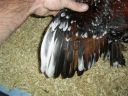 online_poultry_show_3_066.jpg
