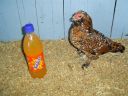 online_poultry_show_3_068.jpg