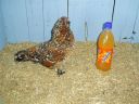 online_poultry_show_3_072.jpg