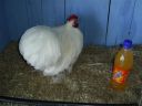 online_poultry_show_3_074.jpg