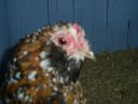 online_poultry_show_3_075.jpg
