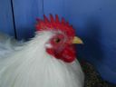 online_poultry_show_3_081.jpg
